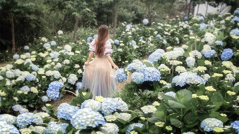 「桃園繡球花季」5/7炫目登場！