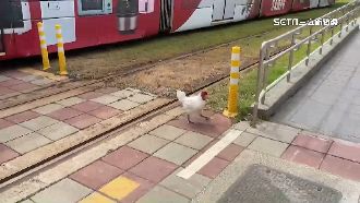 獨／霸道雞亂入高雄輕軌　身分不一般