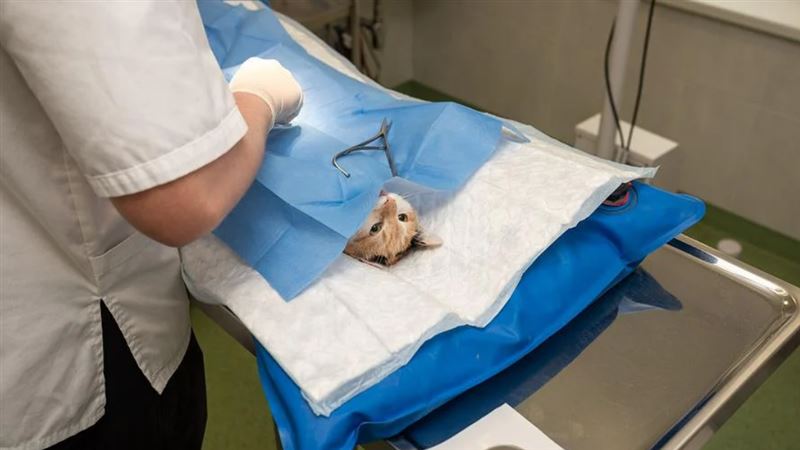 農委會宣布　簡化獸醫用藥取得方式