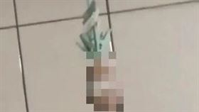 苗栗仁德醫護專校，1年級男同學殘忍虐鼠，曬衣夾吊起來，再用熱水燙死 (圖／翻攝自DCARD)