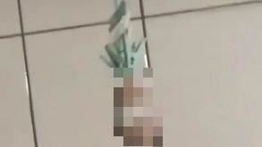 太殘忍！苗栗男學生冷血虐殺寵物鼠