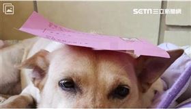 ▲毛寶貝也受到神明照顧。（示意圖／三立新聞網）