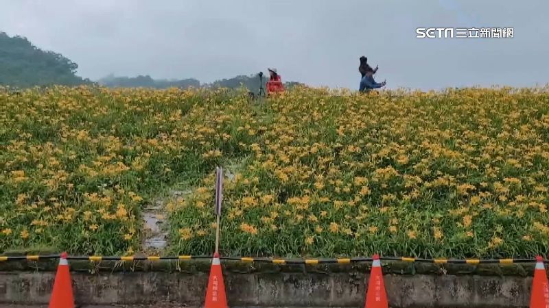 金針花秘境　遭遊客拍照惡意踩踏破壞