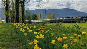 台糖加拿大土地美化工程  種滿水仙和鬱金香台糖在加拿大的大片土地正進行美化工程，圖為台糖加拿大分公司門口開滿了水仙花和鬱金香。中央社記者程愛芬溫哥華攝  111年5月6日