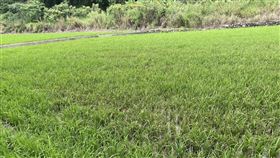 梅雨季多濕溫差大  苗栗縣稻熱病現蹤梅雨季節高溫多溼、溫差大，苗栗縣正值一期稻作分蘗期，縣府農業處派員監測，發現已有稻田發生葉稻熱病且有擴散可能，提醒農友注意防範，避免後續稻作不良影響。（苗栗縣政府農業處提供）中央社記者管瑞平傳真  111年5月6日