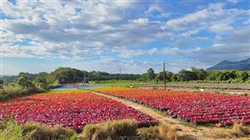 屏185縣道七彩鳳梨田  即將進入尾聲屏東縣政府與縣內5家鳳梨生產單位合作，在屏185縣道及高樹市區推出季節限定鳳梨彩帽田活動，將於5月底結束，縣府提醒想參觀拍照的民眾把最後機會。（屏東縣政府提供）中央社記者郭芷瑄傳真  111年5月6日