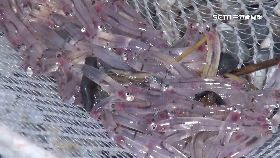 搶撈吻仔.魚1800