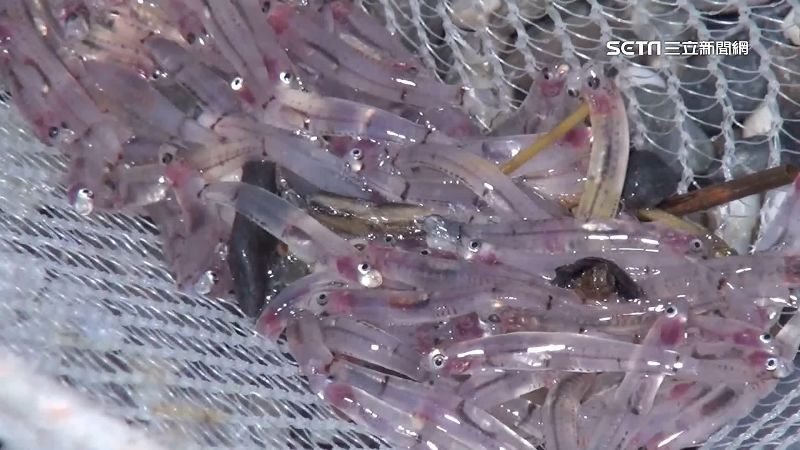 紅頭吻仔魚現蹤　民眾清晨挑燈瘋搶撈
