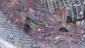 紅頭吻仔魚現蹤　民眾清晨挑燈瘋搶撈