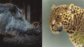 野豬　花豹（示意圖／翻攝自pixabay）