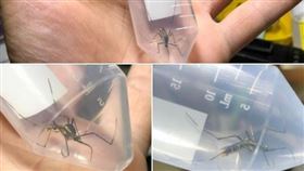 有網友抓到巨型蚊子，感到相當驚訝。（圖／翻攝自爆廢公社）