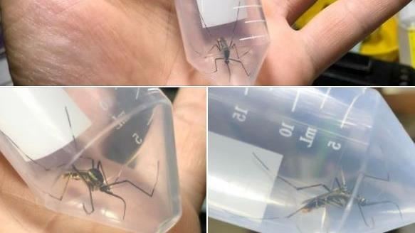 抓到阿嬤養的巨蚊　內行勸千萬別打死