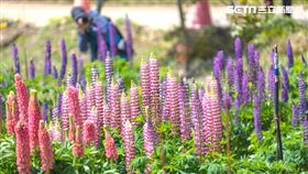 福壽山農場正值魯冰花季，遇上疫情重挫，人潮只剩3成。（圖／翻攝畫面）