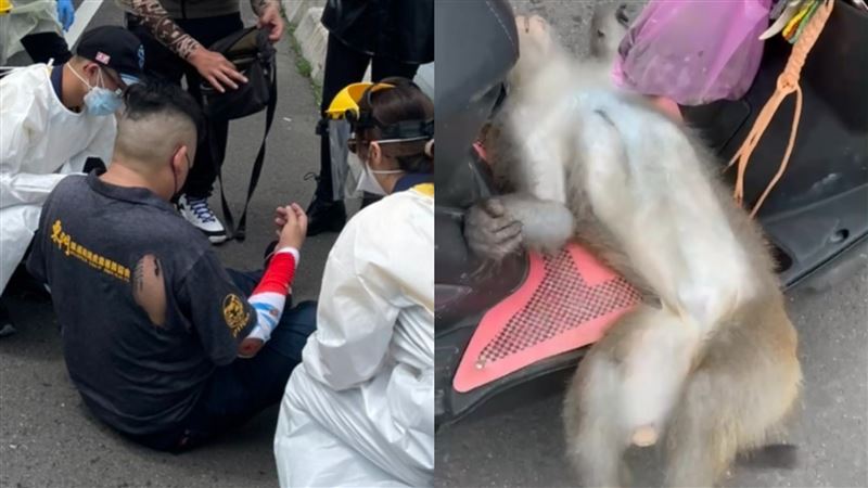 獼猴突竄出遭重機撞飛亡　車禍畫面曝