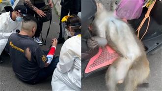 獼猴突竄出遭重機撞飛亡　車禍畫面曝