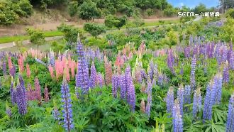 疫情影響！福壽山農場遊客減少5成