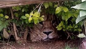 真相竟是有獅子圖案的購物袋。（圖／翻攝自Kenya Wildlife Service推特）