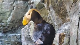 ▲換羽後帥氣回眸（圖／海景世界企業股份有限公司提供）