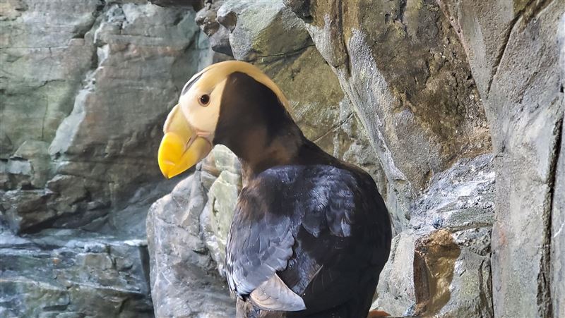 屏東海生館鳳頭海鸚鵡尋覓愛情大反轉
