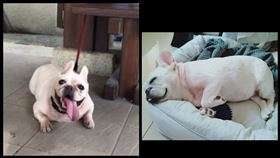 女大生在Dcard PO文感謝陌生男，100元讓她見到愛犬最後一面。（圖／翻攝Dcard）