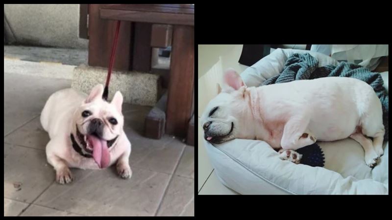 暖男這善舉　讓女大生見愛犬最後一面
