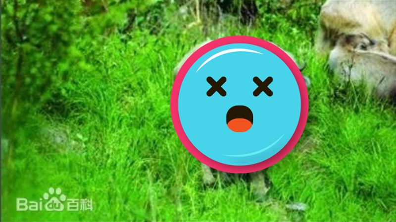 比熊貓珍貴！「山海經神獸」現身了