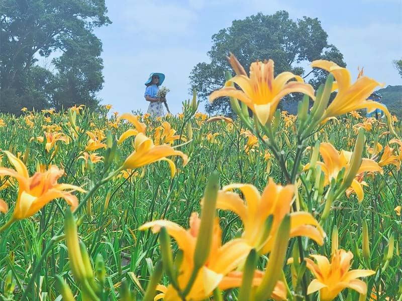 桃園大溪新秘境　金黃花海忘憂草齊放