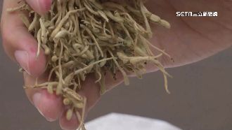 中藥茶飲買氣旺　醫：使用前先諮詢