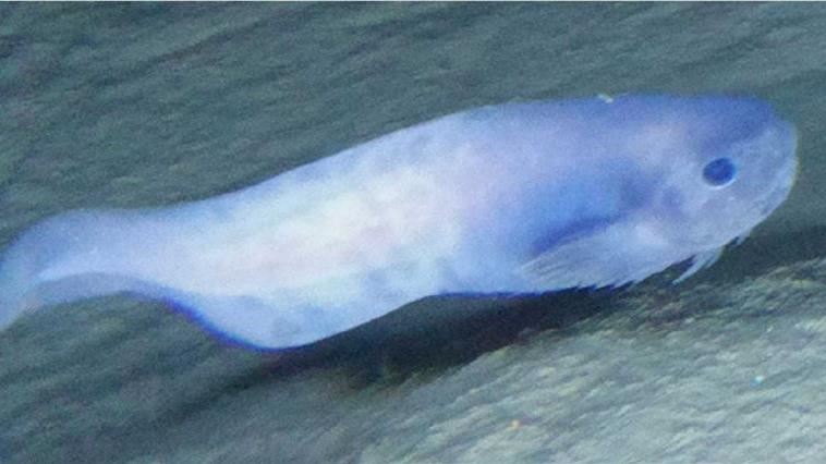 出水瞬間融化！7千公尺深海怪魚曝光