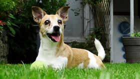 寵物犬,出國,照顧,費用