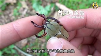 超美「鹿角金龜」現蹤　達人山上找到