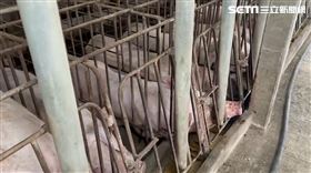 中部爆雨養豬戶哭慘　一聲雷豬全死了（圖／翻攝畫面）