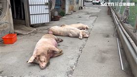 中部爆雨養豬戶哭慘　一聲雷豬全死了（圖／翻攝畫面）