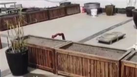 老闆,竊盜,丈母娘,種菜