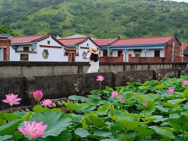 清水百年古厝尬荷花海　輕鬆拍美照