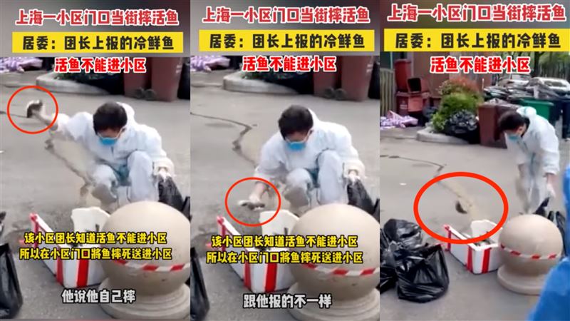 上海憂活魚傳遞病毒！志工徒手摔死魚