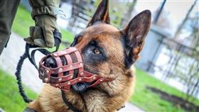 俄羅斯戰犬被遺棄投身烏國警衛隊／proudukraine　Twitter