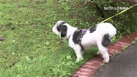 遛狗慎防「蟲蟲危機」　當心毛孩感染焦蟲病