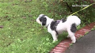 遛狗防蟲蟲危機　當心毛孩感染焦蟲病