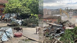 獨／最強釘子戶！99狗＋3貓＋2人