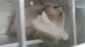 新竹縣家畜疾病防治所,布偶貓,金吉拉,英國短毛貓（圖／翻攝畫面）