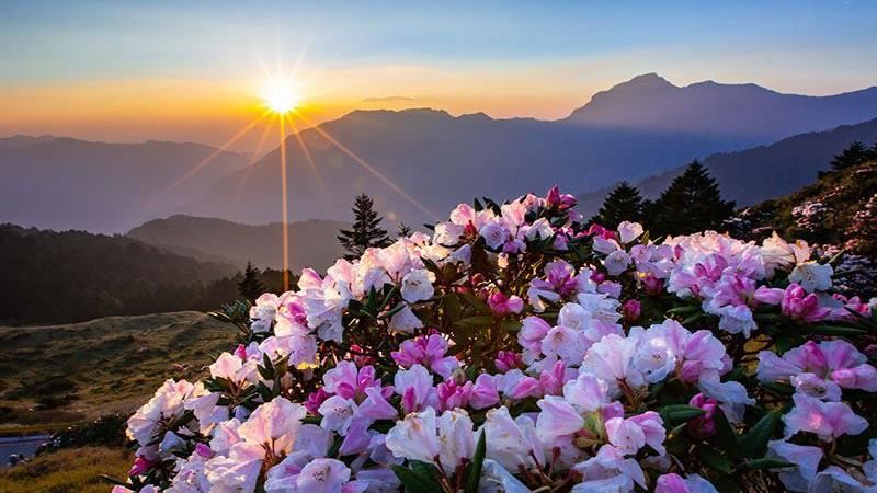2022合歡山「杜鵑花季」開跑！