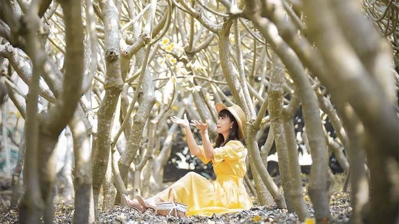 彰化田尾熱門打卡點「新龍貓隧道」！