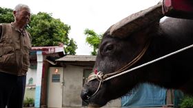 老農淚眼送別飼養8年水牛（1）嘉義縣朴子市張姓老農不捨讓飼養8年的水牛被送進屠宰場，決定送到屏東縣崁頂護生園區終老，13日送別老牛時離情依依。（林珮如提供）中央社記者黃國芳傳真  111年5月14日
