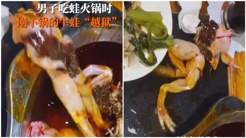 斷頭牛蛙「復活」逃出湯鍋　網全看傻
