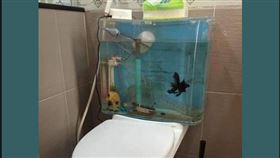 民宿「馬桶魚缸」出現活金魚，遭全網憤怒譴責：這絕對是虐待動物。（圖／翻攝自「奇葩裝潢分享中心」臉書社團）