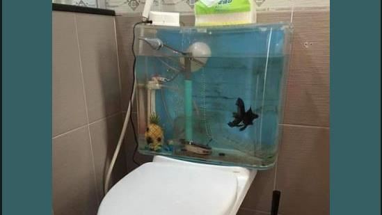 馬桶魚缸驚見活魚　全網怒批虐待動物