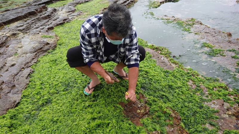 漁民敲打「小火山口」　竟是鮮甜海味