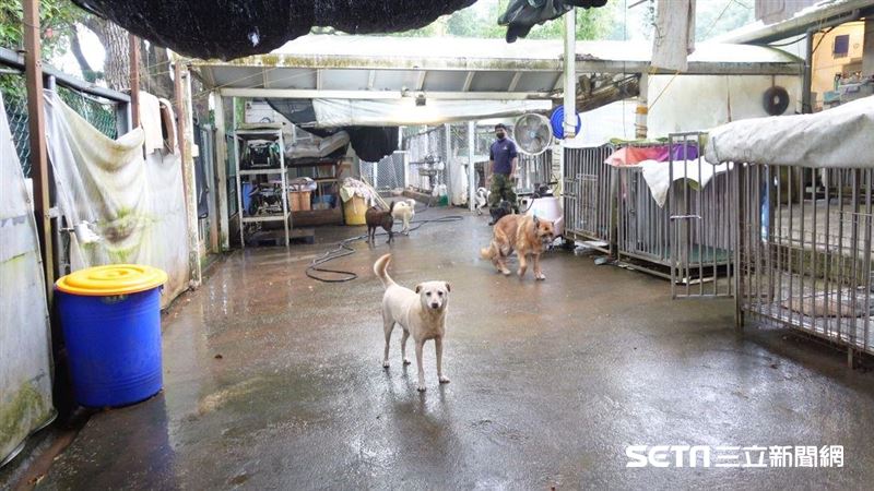 直擊流浪狗的家　醫拯救上百隻助重生