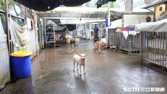 直擊流浪狗的家　醫拯救上百隻助重生